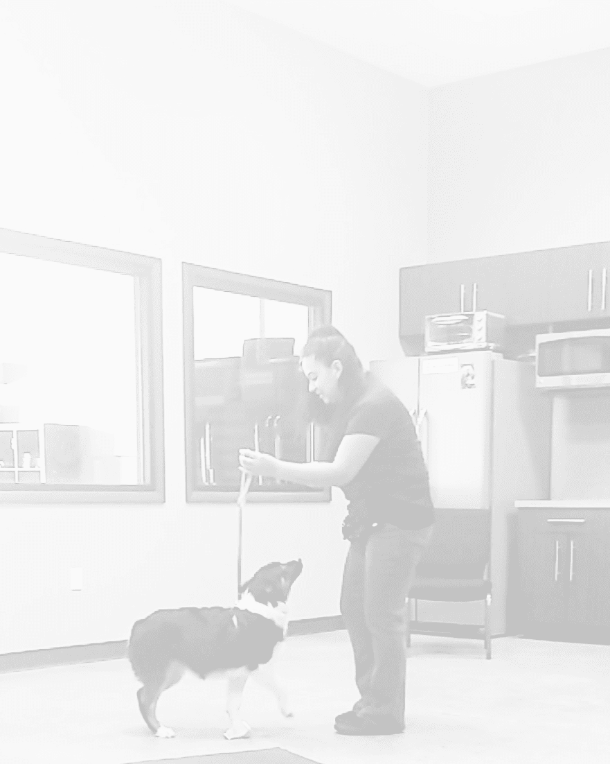 Amanda holding a dog's leash and standing in front of them with a smile on her face. Amanda is teaching a group class.