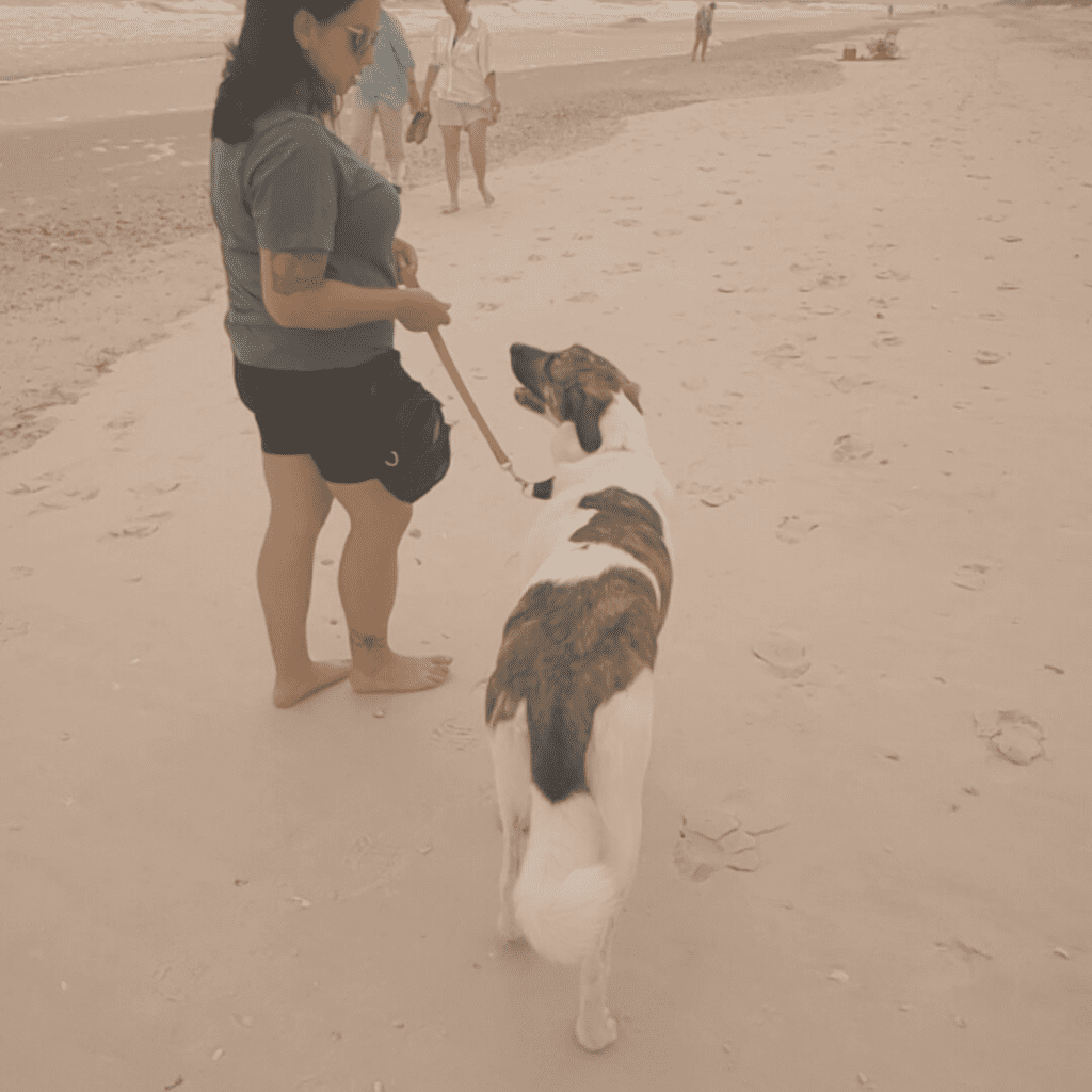 Amanda walking a brown and white dog on the beach.
