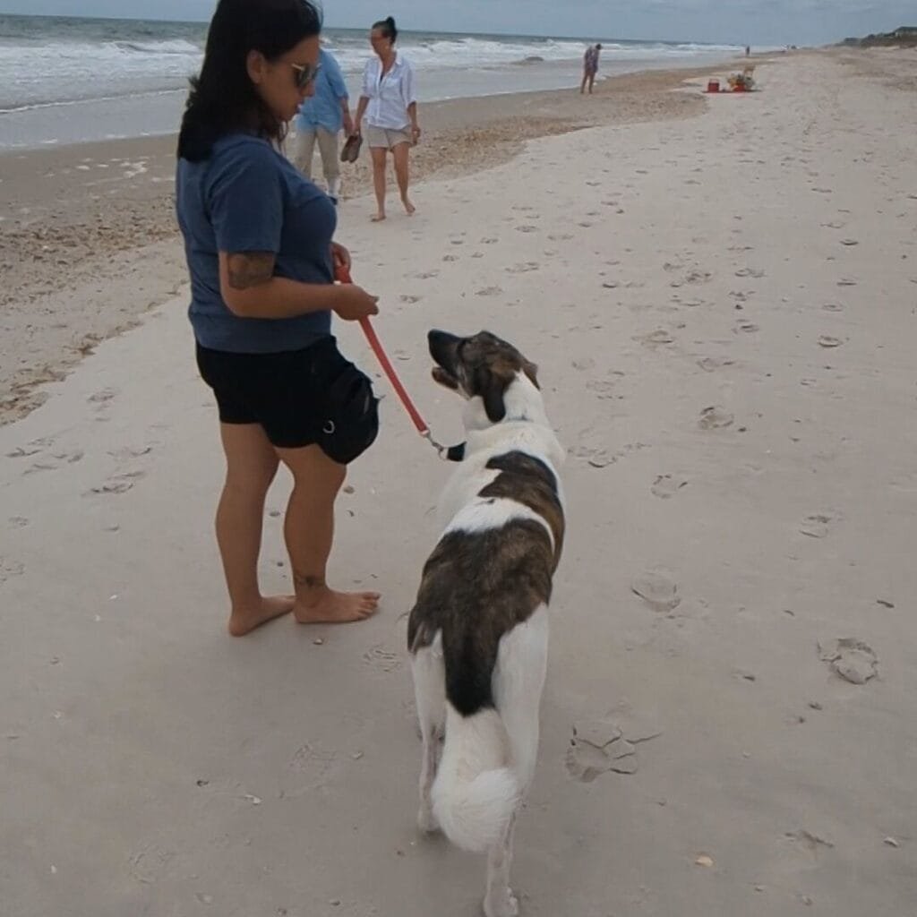 Amanda has black shorts and a blue t-shirt on. She is walking a large dog on the beach.