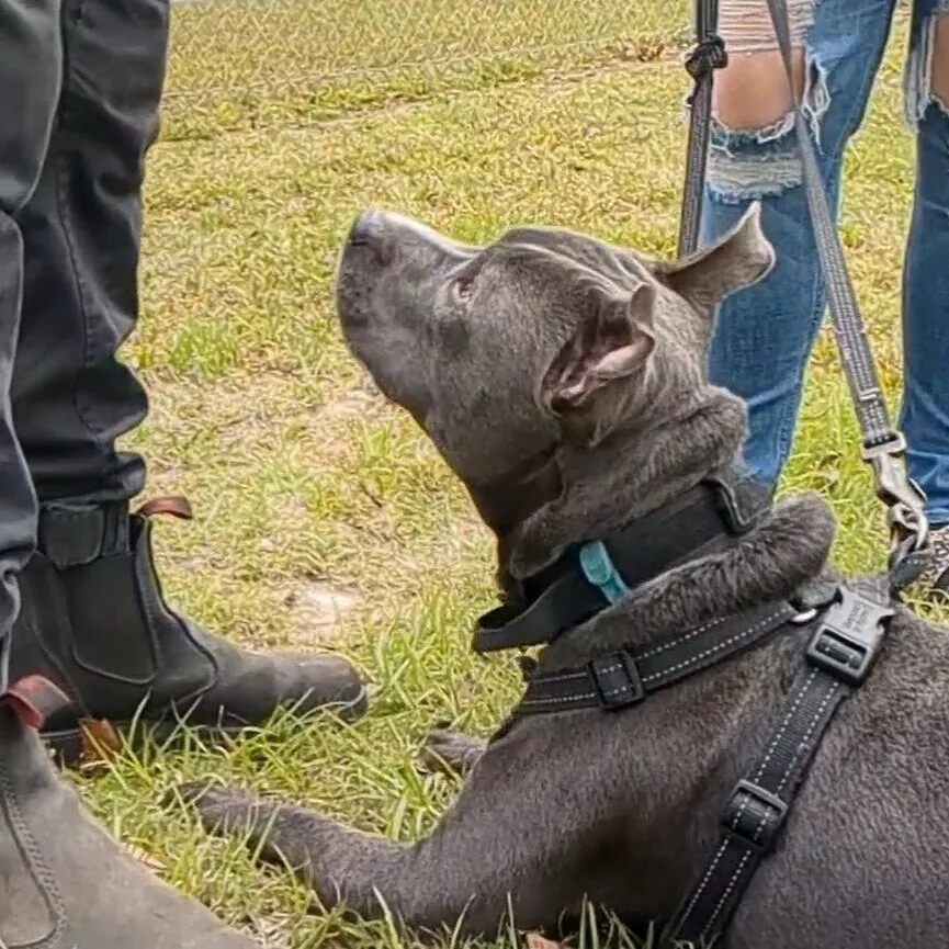 Gray dog with collar and harness looking at their owner