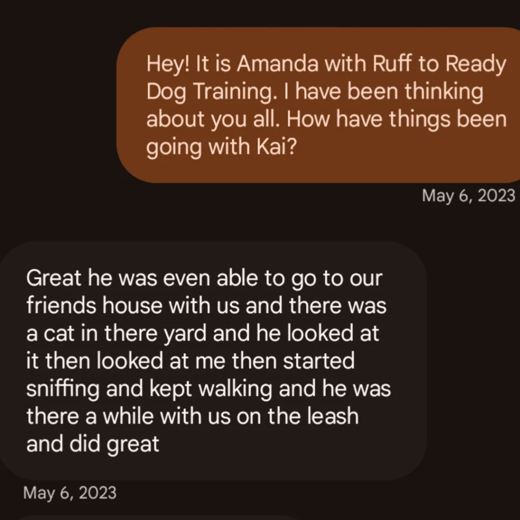 Kai, a grey rescue dog, is looking up at his owners during a behavior session.